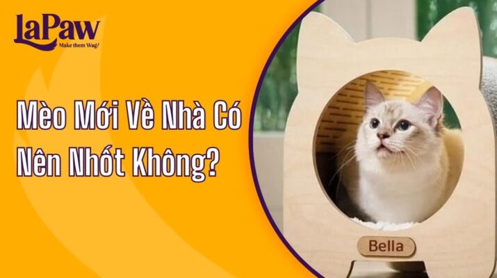 mèo mới về nhà có nên bị nhốt không