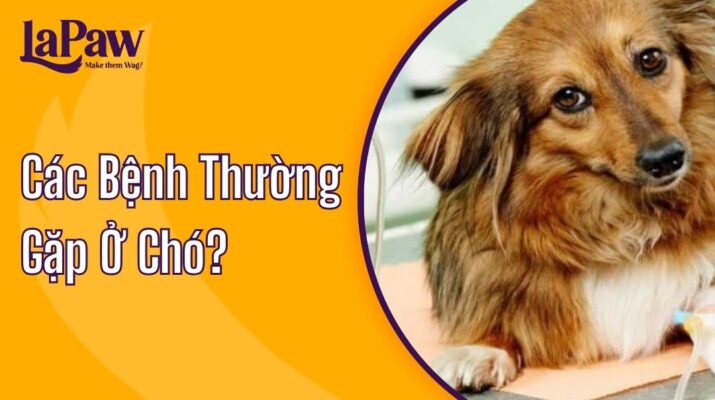 các bệnh thường gặp ở chó bạn cần biết