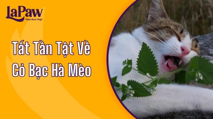 Cỏ bạc hà mèo