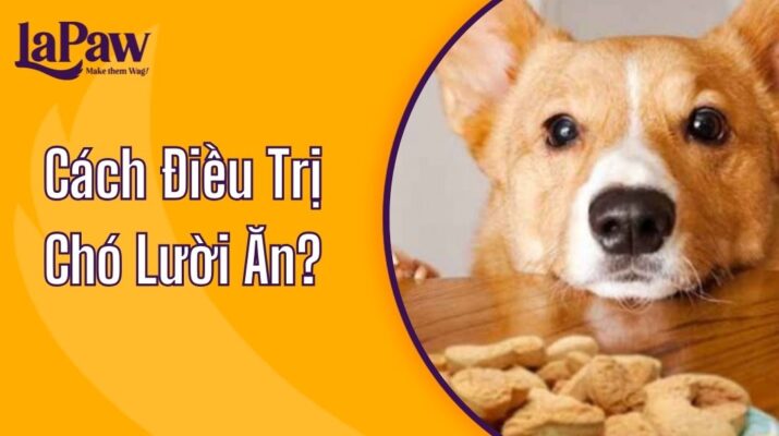 chó lười ăn