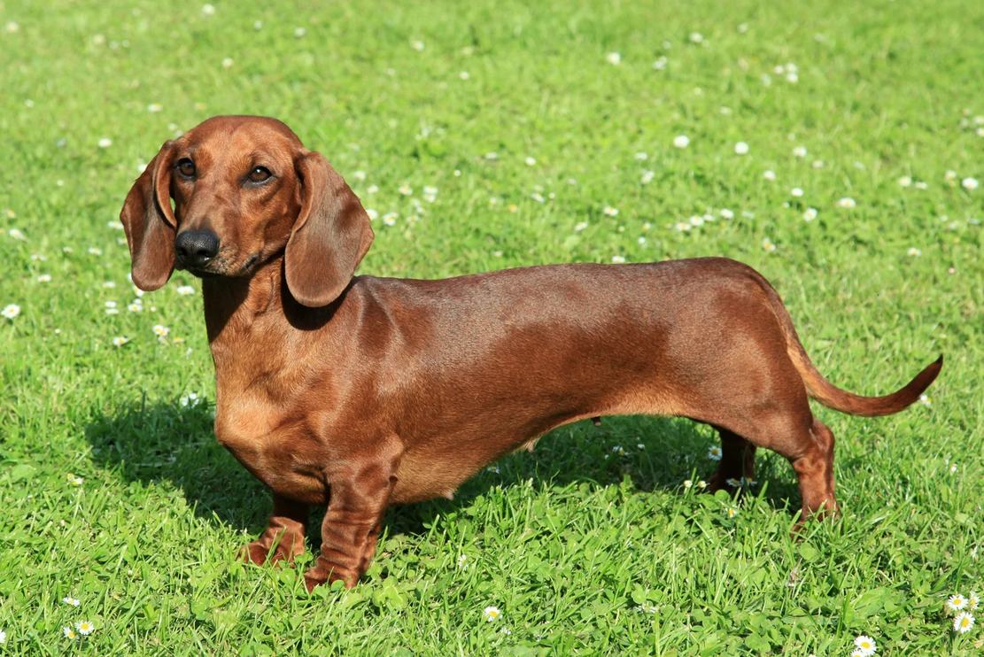 Chó Dachshund (Chó Lạp Xưởng)