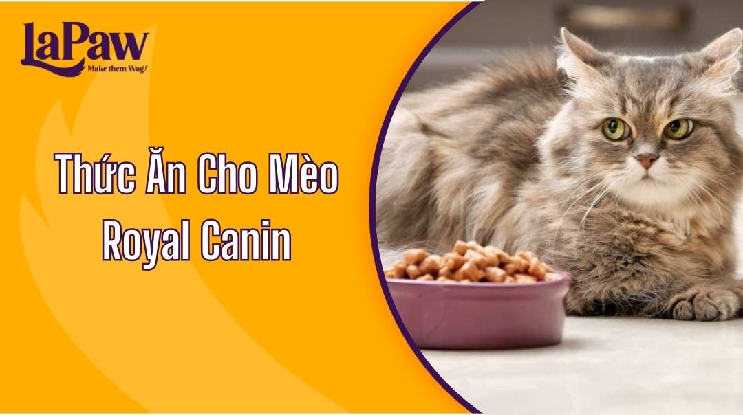 Giới Thiệu Thức Ăn Cho Mèo Royal Canin