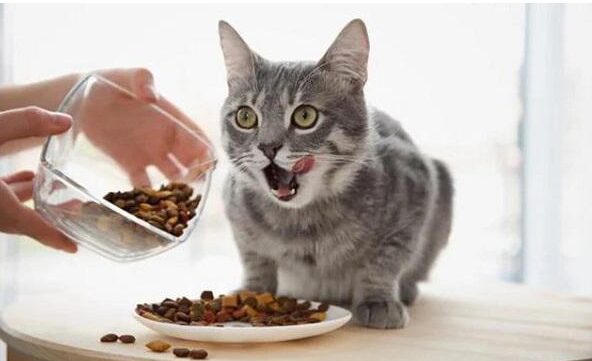 Tại Sao Chọn Thức Ăn Cho Mèo Royal Canin?