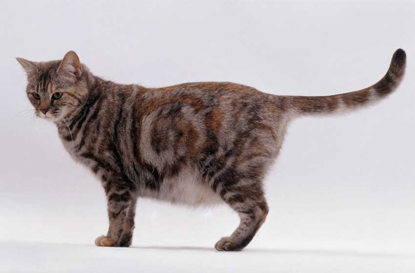 Các giai đoạn mang thai của mèo