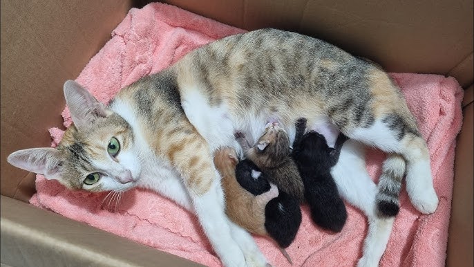 Chuẩn Bị Trước Khi Đỡ Đẻ Cho Mèo