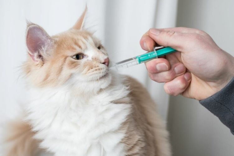 Hướng Dẫn Sử Dụng Men Tiêu Hóa Cho Mèo