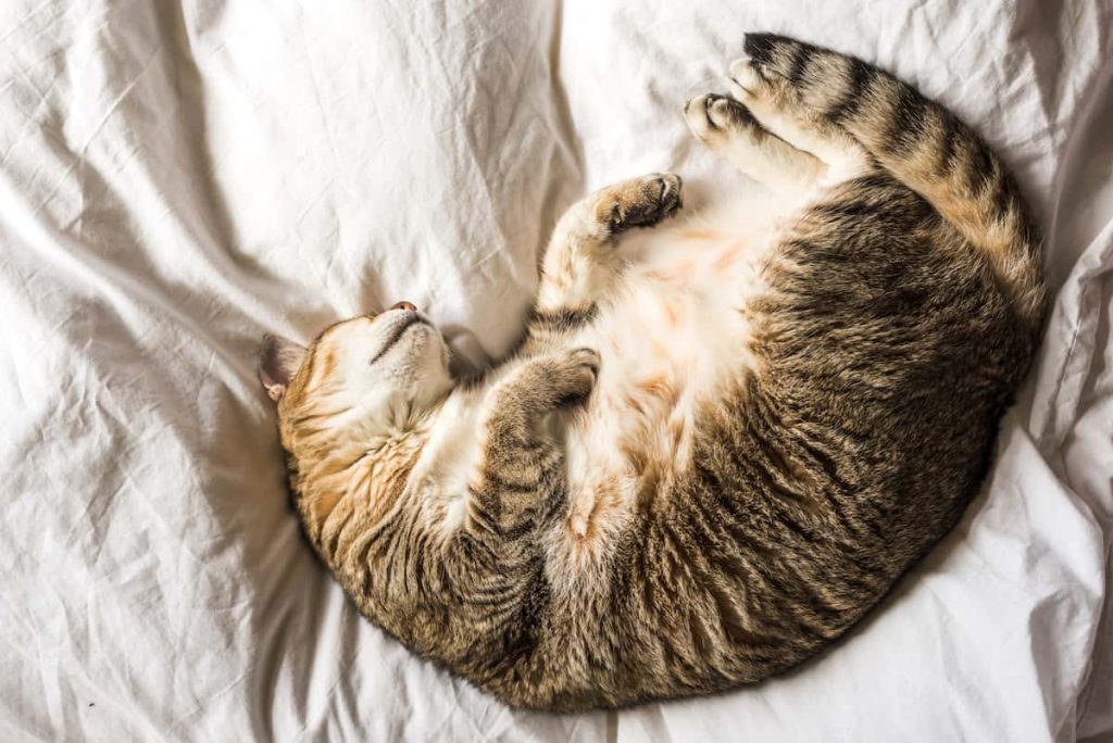 Mèo chửa tháng mấy thì đẻ?