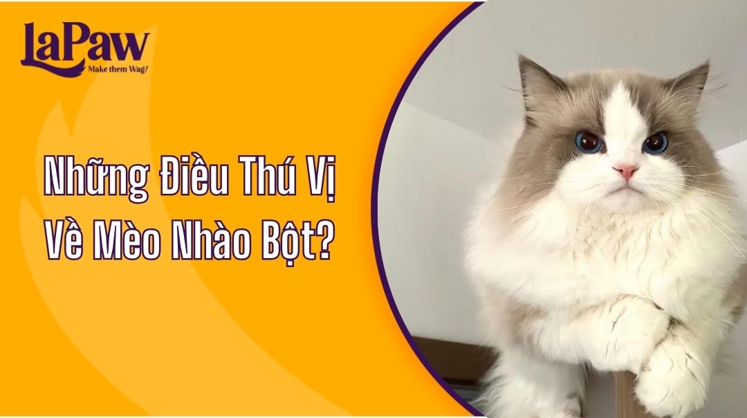 Những Điều Thú Vị Về Mèo Nhào Bột?