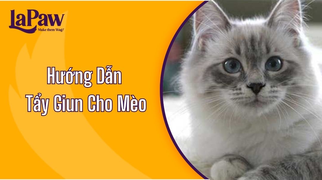 Hướng Dẫn Tẩy Giun Cho Mèo