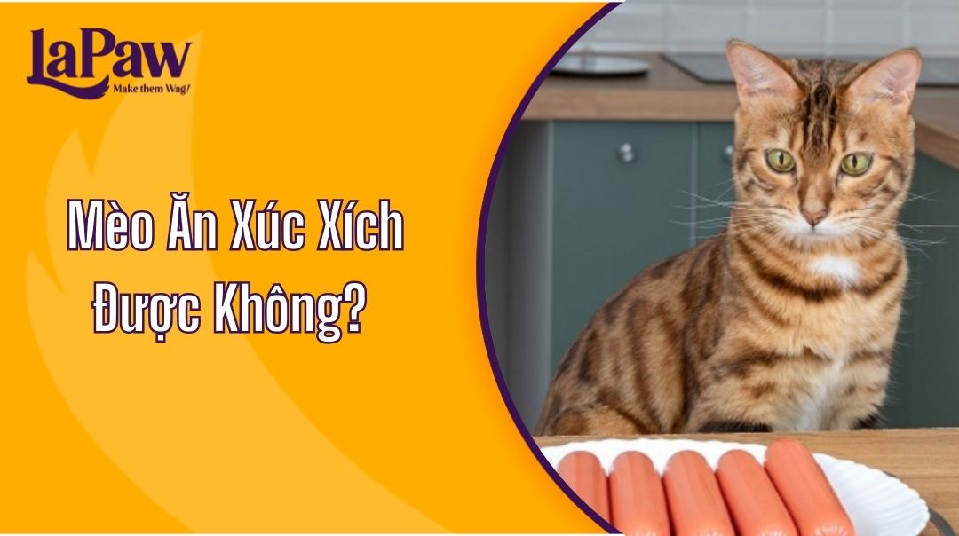 Mèo Ăn Xúc Xích Được Không?