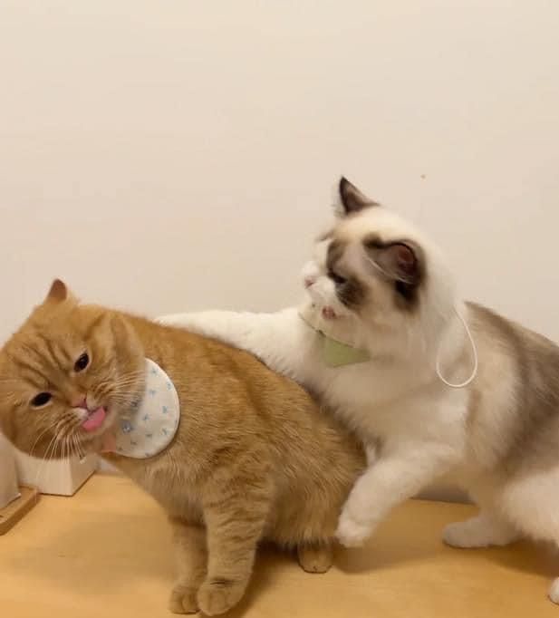 Tại Sao Mèo Thích Nhào Bột?