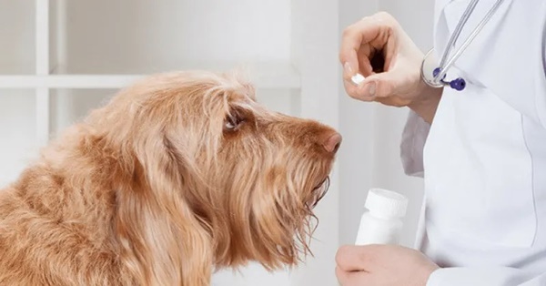 Quy trình tẩy giun cho chó tại nhà