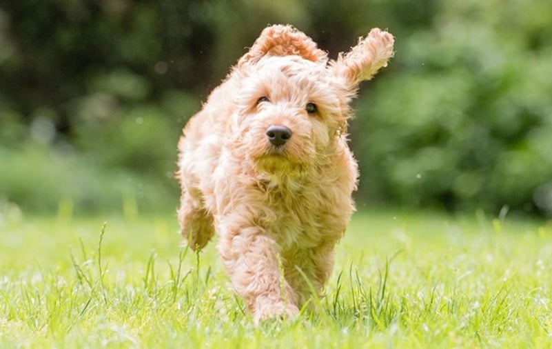 Vì sao cần chăm sóc và tạo kiểu lông cho chó Poodle?