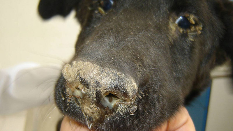 Bệnh Care Ở Chó Là Gì?