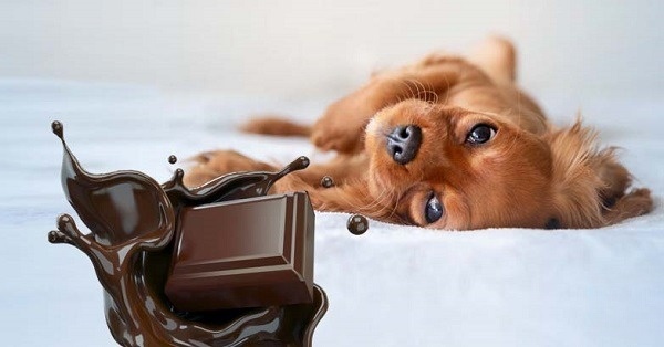 Các Triệu Chứng Khi Chó Ăn Phải Socola