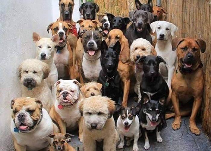 Cách Chọn Mua Chó Cảnh Giá Rẻ Chất Lượng