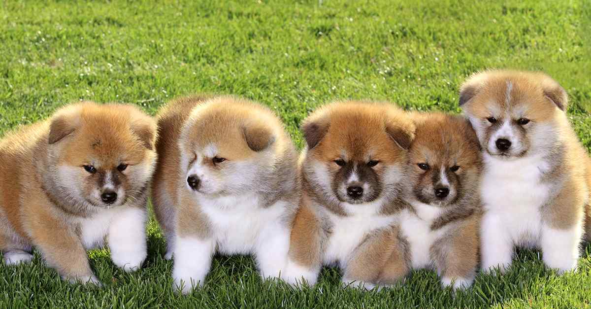 Chăm Sóc Chó Cảnh Giá Rẻ Hiệu Quả