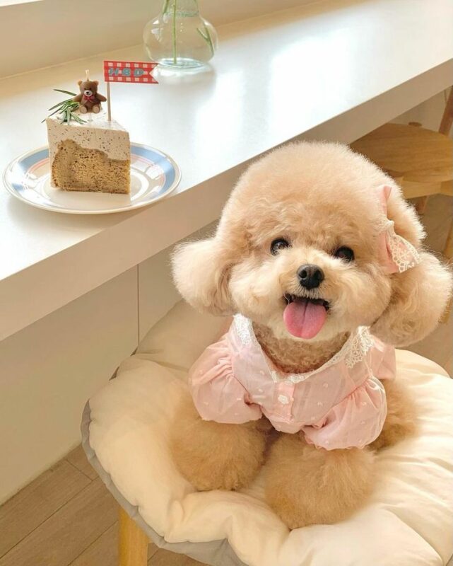 Chó Poodle Mini