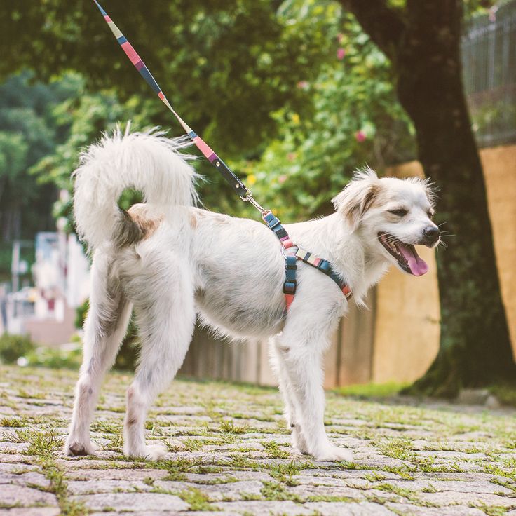 Lợi Ích Khi Mua Chó Cảnh Giá Rẻ