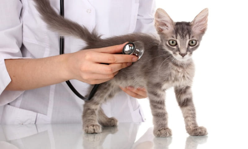 Nguyên nhân gây bệnh FIP