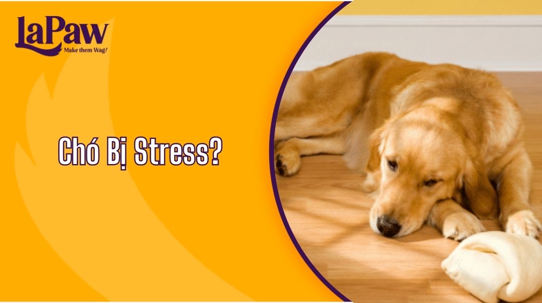 Chó Bị Stress?