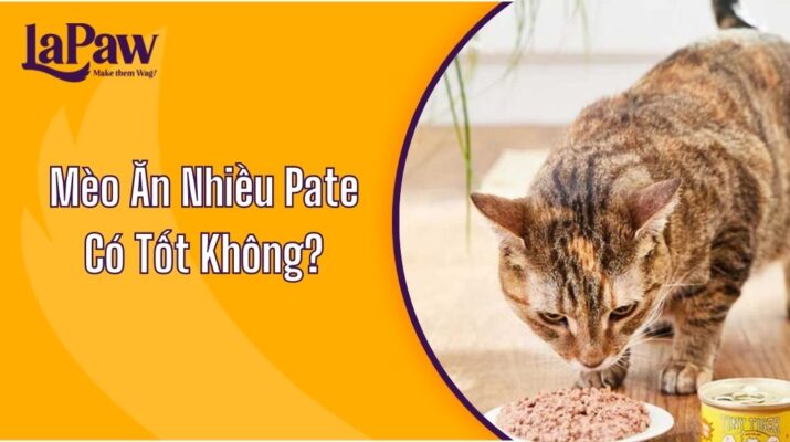 Mèo Ăn Nhiều Pate Có Tốt Không?