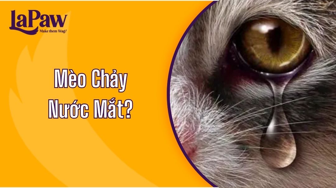 mèo chảy nước mắt