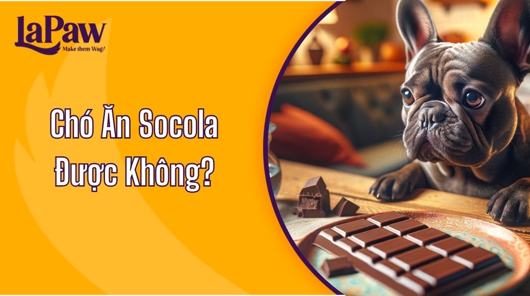 Chó Ăn Socola Được Không?