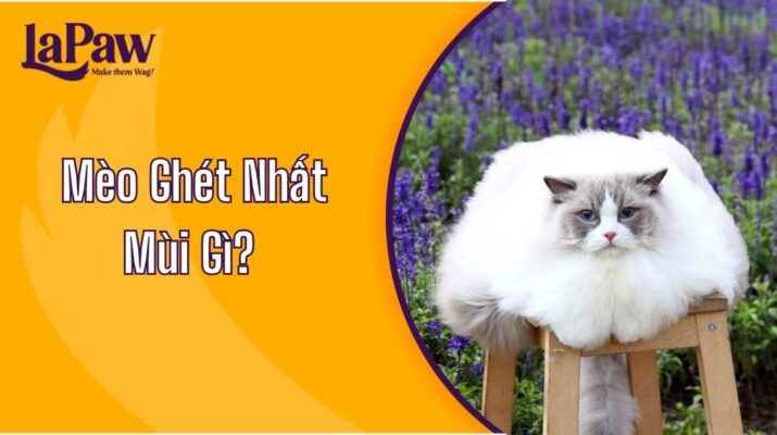 Mèo Ghét Nhất Mùi Gì?