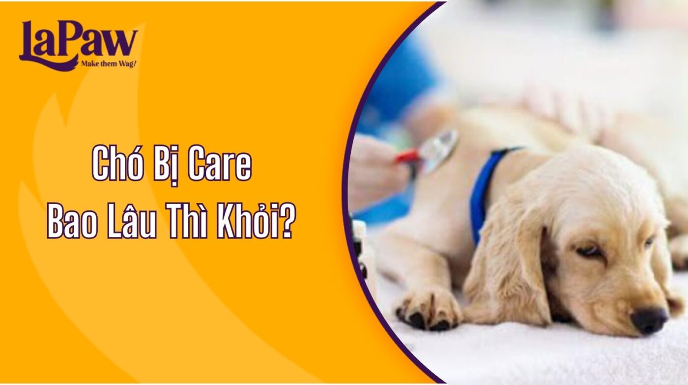 Chó Bị Care Bao Lâu Thì Khỏi?