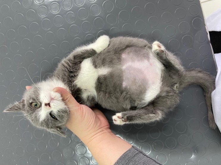 Triệu chứng của bệnh FIP