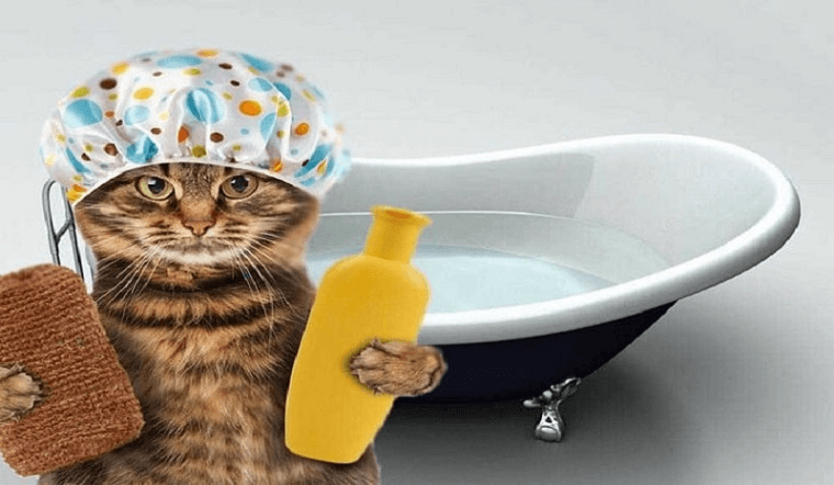 Tiêu Chí Lựa Chọn Sữa Tắm Cho Mèo