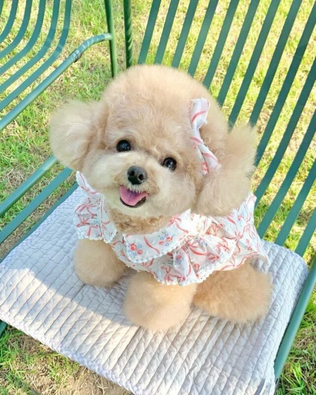 Cách chọn áo phù hợp cho chó mèo