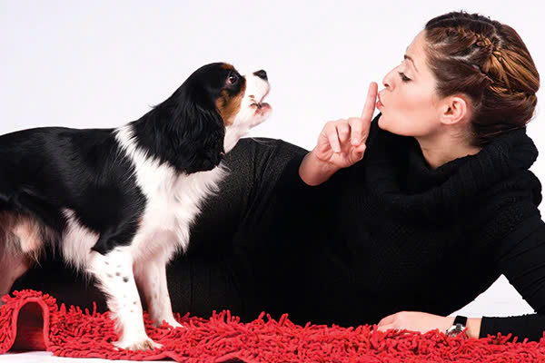 Cách giảm thiểu tình trạng chó sủa nhiều