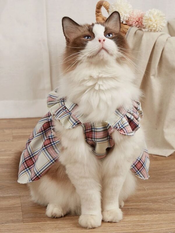 Có Nên Mặc Áo Cho Chó Mèo Không?