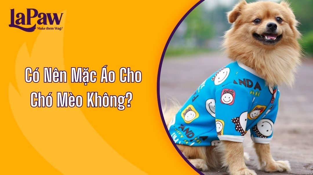 Mặc Áo Cho Chó Mèo Không?