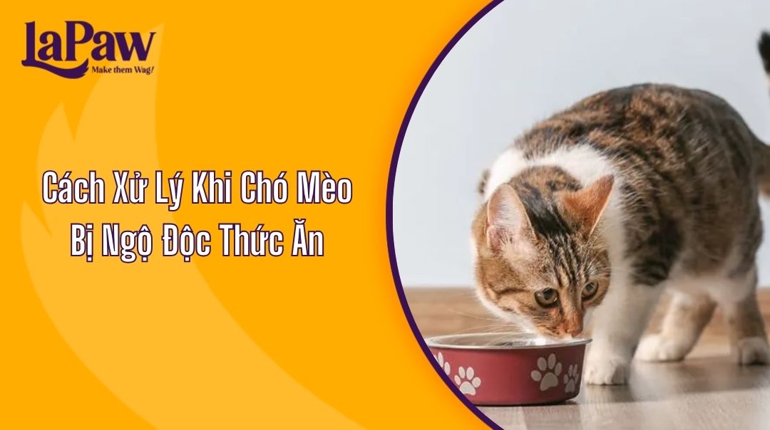 Cách Xử Lý Khi Chó Mèo Bị Ngộ Độc Thức Ăn