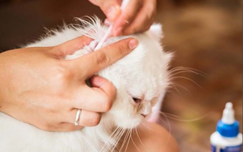 Chuẩn Bị Dụng Cụ Cần Thiết