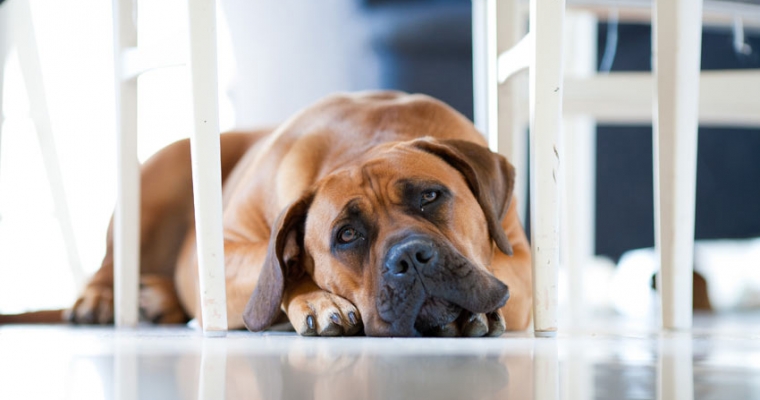 Dấu Hiệu Chó Bị Stress