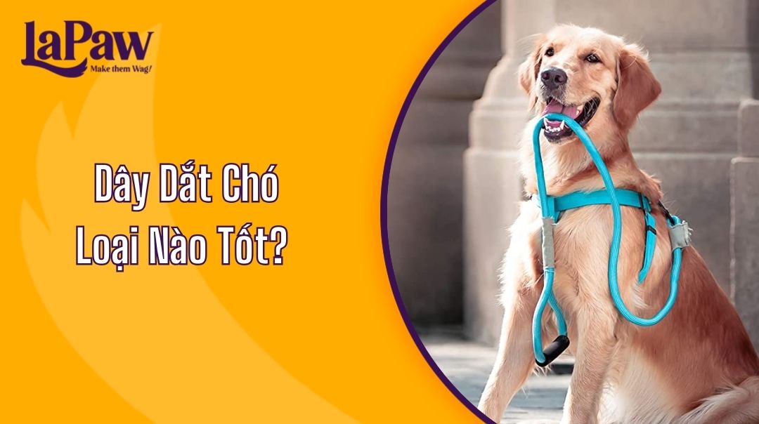Dây Dắt Chó Loại Nào Tốt?