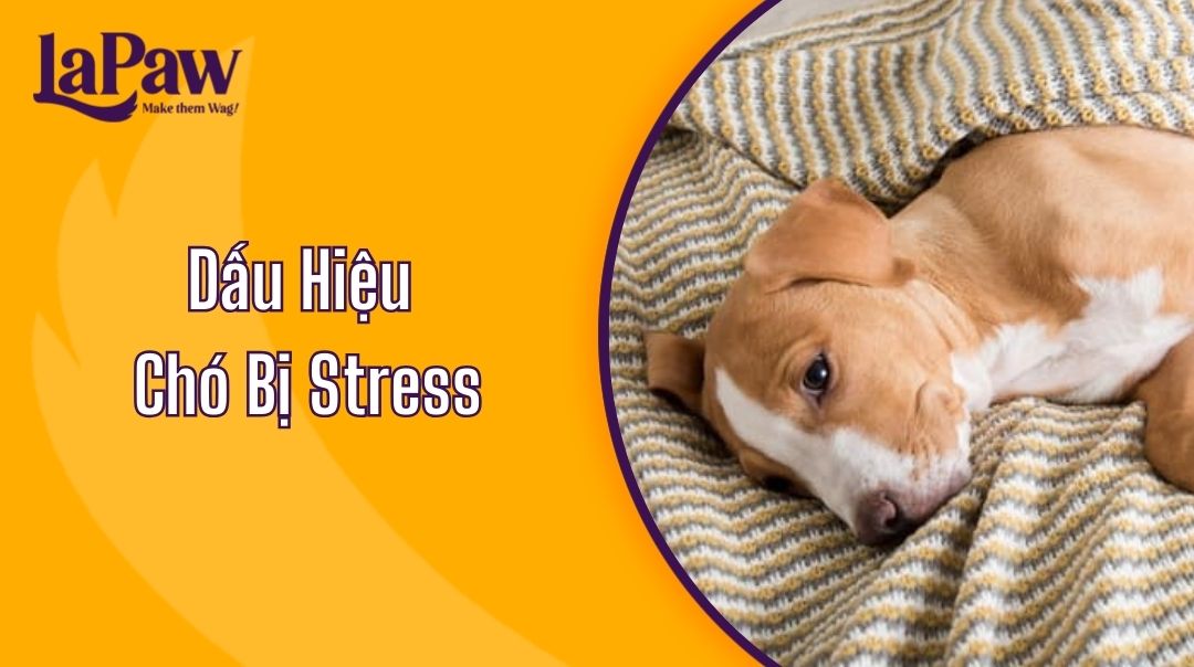 Dấu Hiệu Chó Bị Stress