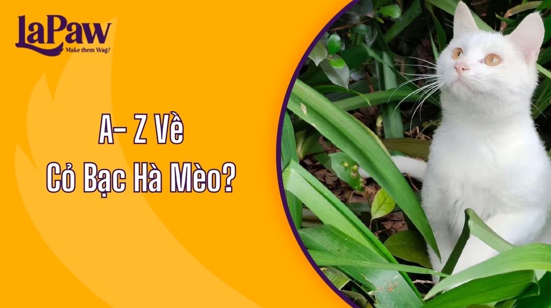 Cỏ Bạc Hà Mèo?