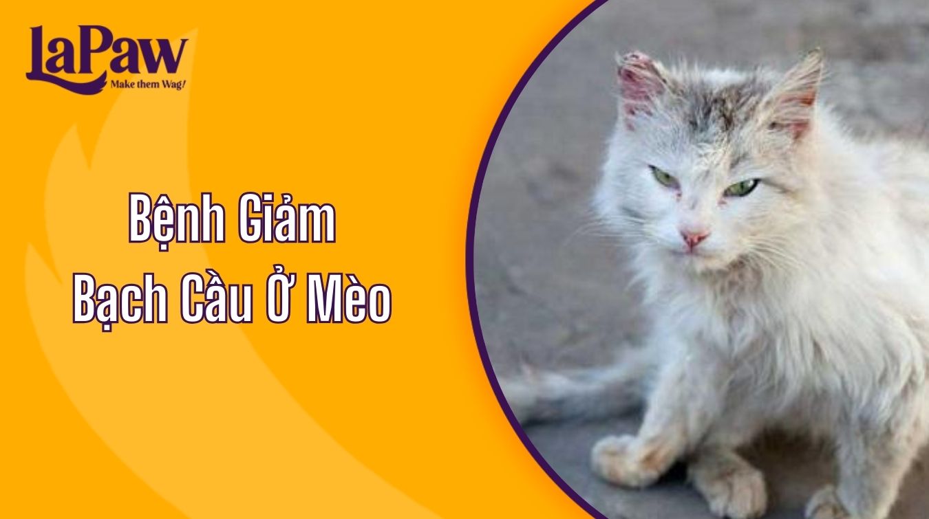 Bệnh Giảm Bạch Cầu Ở Mèo