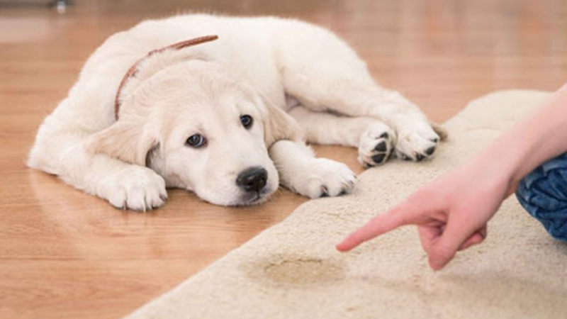 Tại Sao Cần Huấn Luyện Chó Đi Vệ Sinh Đúng Chỗ?