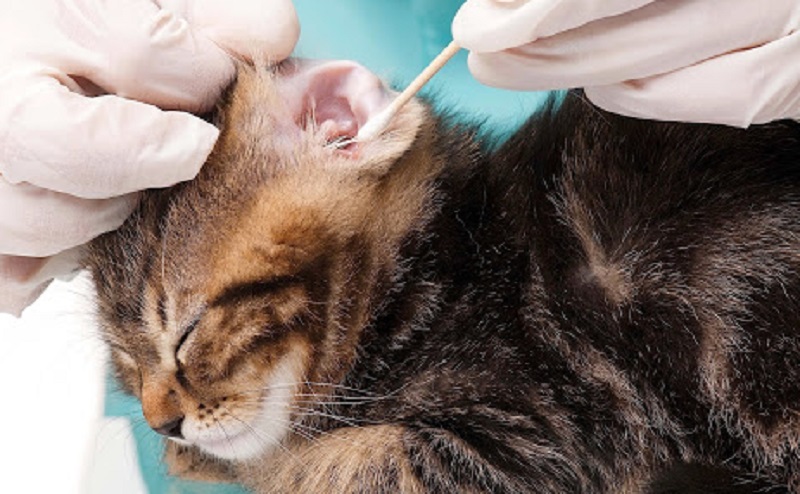 Tại Sao Cần Vệ Sinh Tai Cho Mèo?