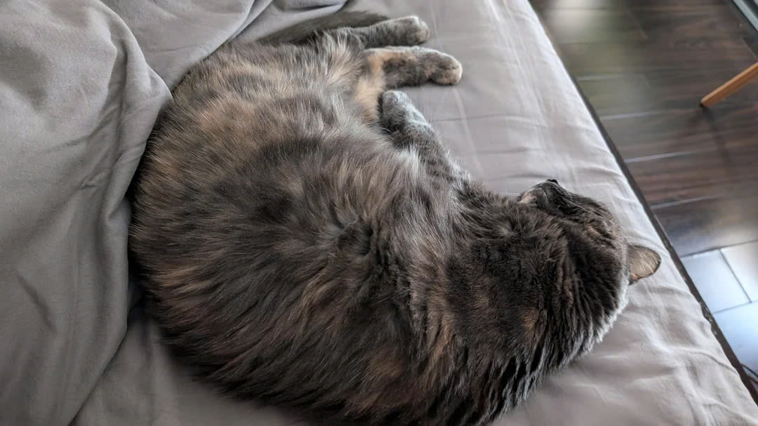 Triệu chứng của bệnh giảm bạch cầu ở mèo 