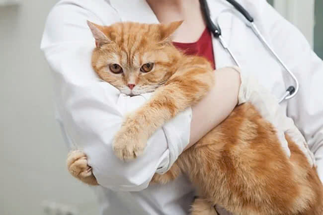 Cách Phòng Tránh Ho Ở Mèo