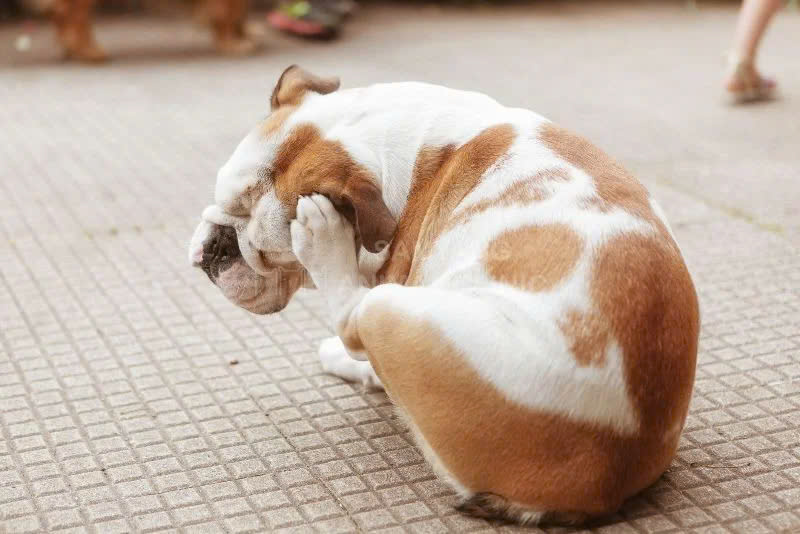 Dấu hiệu nhận biết chó bị ngứa bất thường