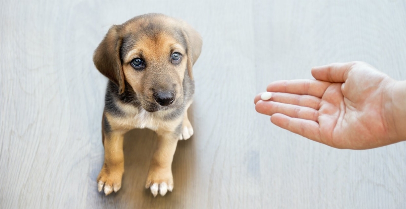 Lịch tẩy giun cho chó con chi tiết theo từng giai đoạn