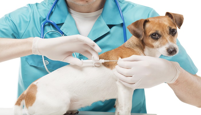 Lịch tiêm phòng cho chó con chuẩn theo khuyến nghị